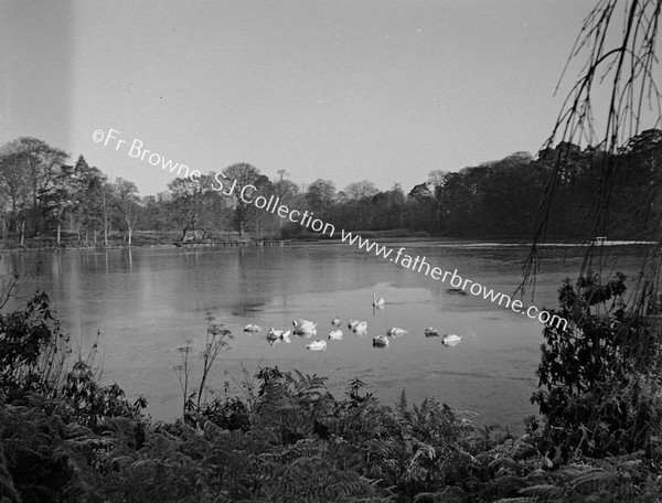 DUCKS ON LAKE